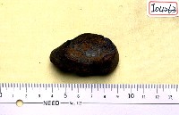 藏品(動物腿骨化石)的圖片